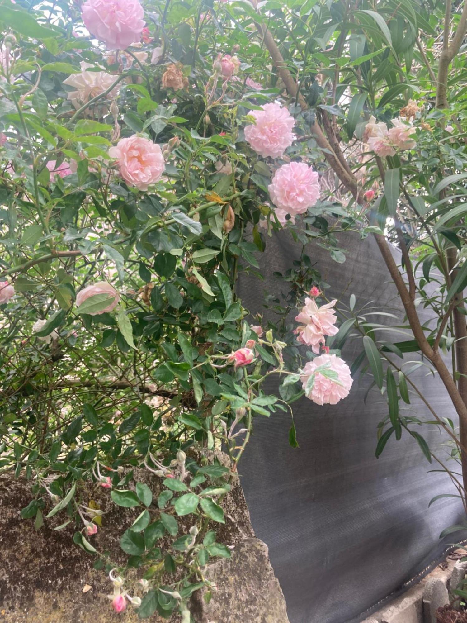 Sainte-Eulalie  Maison Delmas, L'Oustal Du Recantu מראה חיצוני תמונה